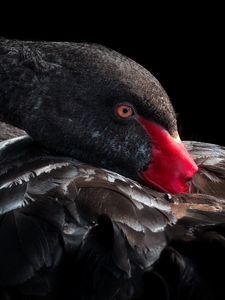 Preview wallpaper black swan, bird, beak, feathers