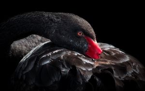 Preview wallpaper black swan, bird, beak, feathers