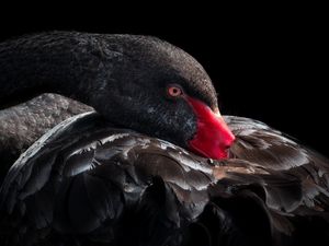 Preview wallpaper black swan, bird, beak, feathers