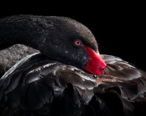 Preview wallpaper black swan, bird, beak, feathers