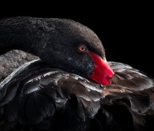 Preview wallpaper black swan, bird, beak, feathers