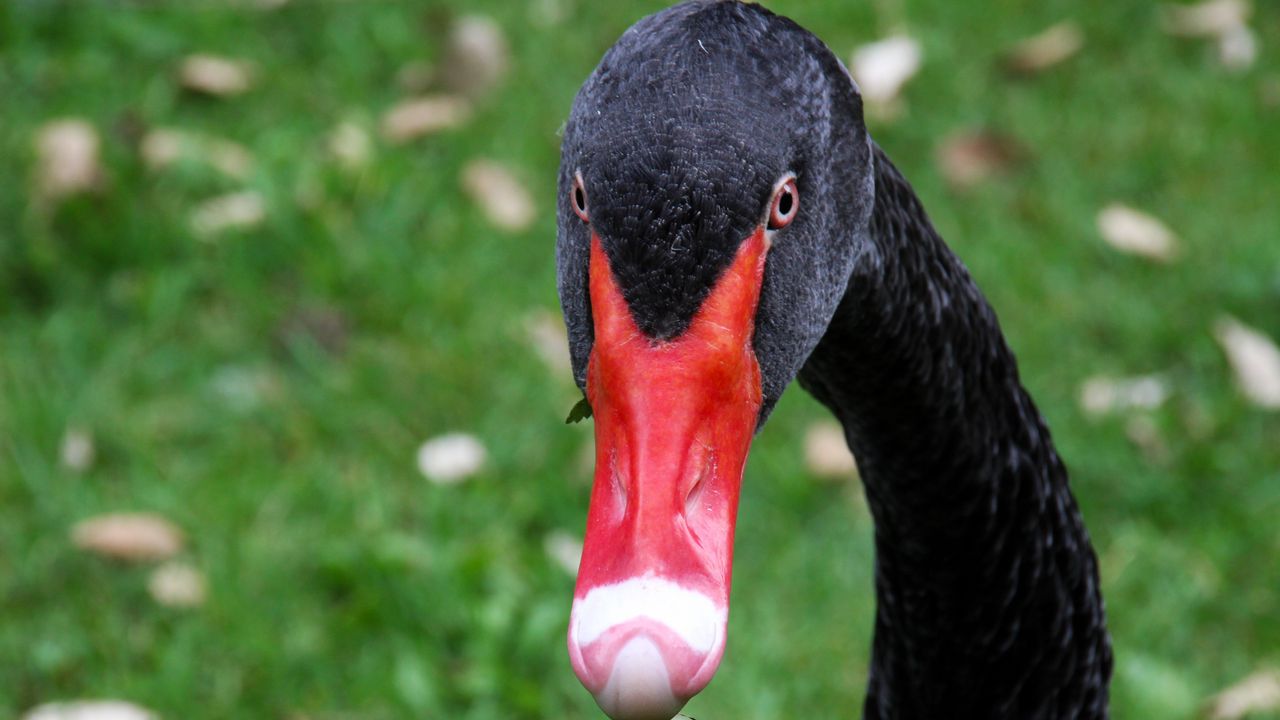 Wallpaper black swan, bird, beak