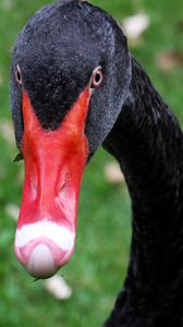 Preview wallpaper black swan, bird, beak