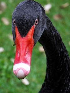 Preview wallpaper black swan, bird, beak