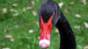 Preview wallpaper black swan, bird, beak