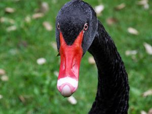 Preview wallpaper black swan, bird, beak