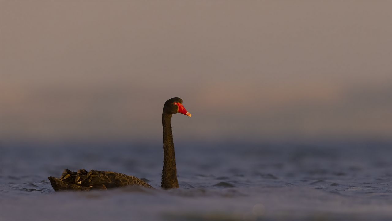 Wallpaper black swan, swan, bird, water, wildlife