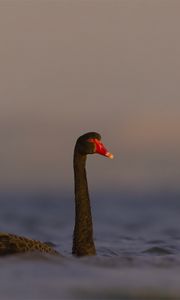 Preview wallpaper black swan, swan, bird, water, wildlife