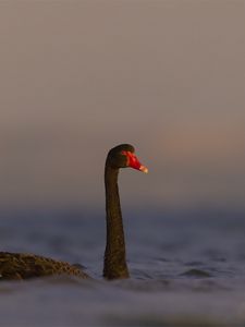 Preview wallpaper black swan, swan, bird, water, wildlife