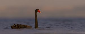 Preview wallpaper black swan, swan, bird, water, wildlife