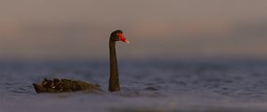 Preview wallpaper black swan, swan, bird, water, wildlife