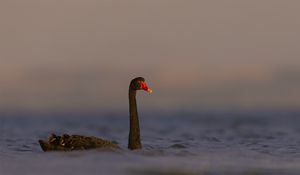 Preview wallpaper black swan, swan, bird, water, wildlife