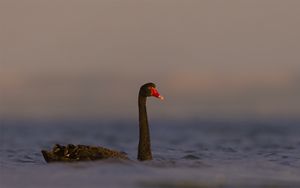 Preview wallpaper black swan, swan, bird, water, wildlife