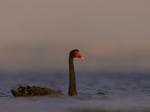 Preview wallpaper black swan, swan, bird, water, wildlife