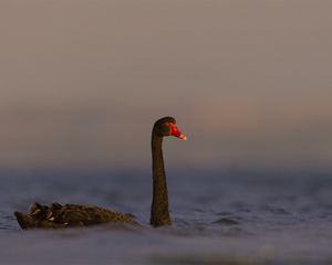 Preview wallpaper black swan, swan, bird, water, wildlife