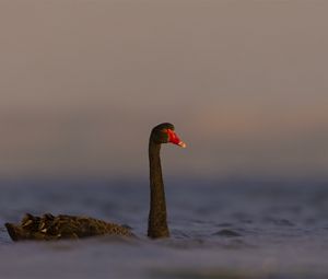 Preview wallpaper black swan, swan, bird, water, wildlife