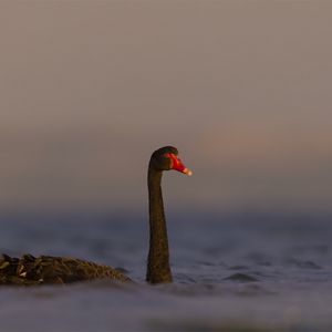 Preview wallpaper black swan, swan, bird, water, wildlife