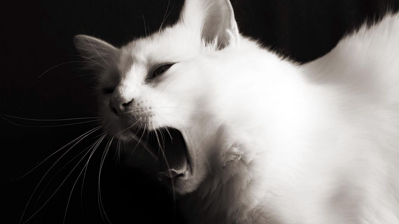 Wallpaper black, white, color, hair, face, jaws, language, whiskers, meow