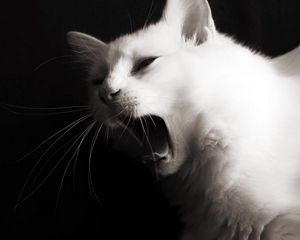 Preview wallpaper black, white, color, hair, face, jaws, language, whiskers, meow