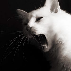 Preview wallpaper black, white, color, hair, face, jaws, language, whiskers, meow