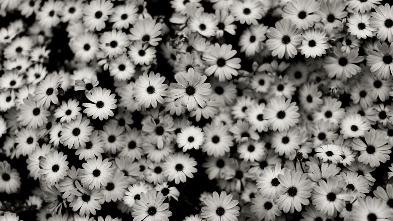 Wallpaper black white, flowers, grey, daisies