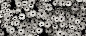 Preview wallpaper black white, flowers, grey, daisies