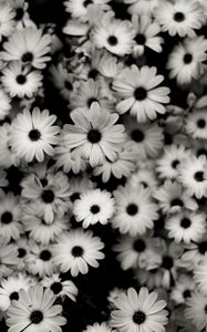 Preview wallpaper black white, flowers, grey, daisies