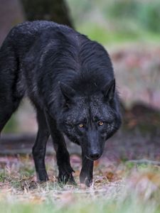 Preview wallpaper black wolf, wolf, predator, wildlife