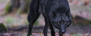 Preview wallpaper black wolf, wolf, predator, wildlife