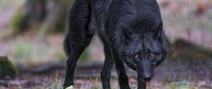 Preview wallpaper black wolf, wolf, predator, wildlife