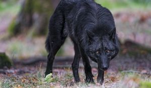 Preview wallpaper black wolf, wolf, predator, wildlife