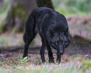 Preview wallpaper black wolf, wolf, predator, wildlife