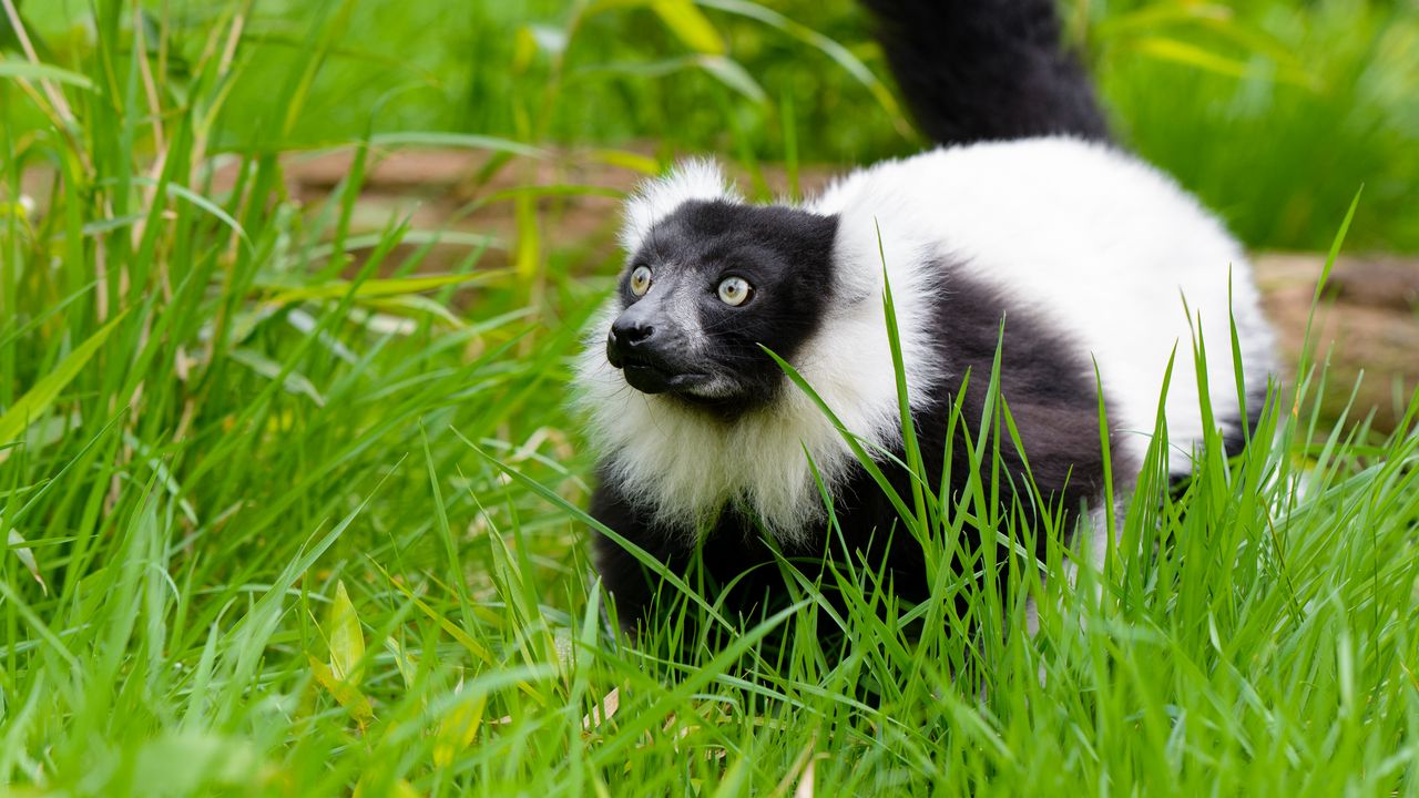 Wallpaper black-and-white ruffed lemur, lemur, grass, walk, wildlife