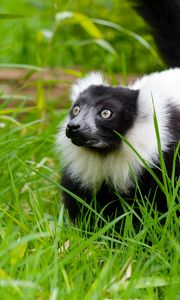 Preview wallpaper black-and-white ruffed lemur, lemur, grass, walk, wildlife