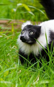 Preview wallpaper black-and-white ruffed lemur, lemur, grass, walk, wildlife