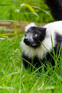 Preview wallpaper black-and-white ruffed lemur, lemur, grass, walk, wildlife