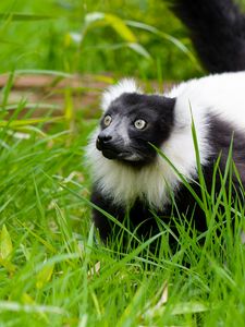 Preview wallpaper black-and-white ruffed lemur, lemur, grass, walk, wildlife