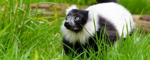 Preview wallpaper black-and-white ruffed lemur, lemur, grass, walk, wildlife