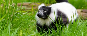 Preview wallpaper black-and-white ruffed lemur, lemur, grass, walk, wildlife