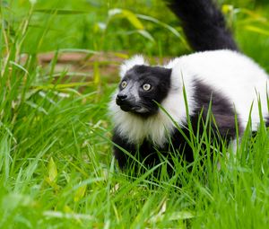 Preview wallpaper black-and-white ruffed lemur, lemur, grass, walk, wildlife