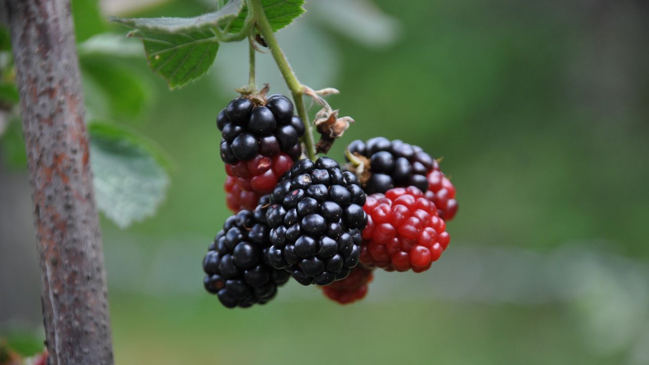 Wallpaper blackberries, berries, branch