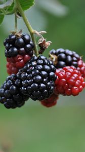 Preview wallpaper blackberries, berries, branch