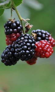 Preview wallpaper blackberries, berries, branch