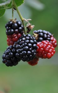 Preview wallpaper blackberries, berries, branch