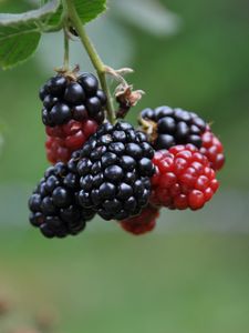 Preview wallpaper blackberries, berries, branch