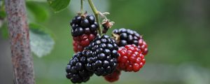 Preview wallpaper blackberries, berries, branch