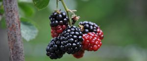 Preview wallpaper blackberries, berries, branch