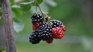 Preview wallpaper blackberries, berries, branch