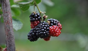 Preview wallpaper blackberries, berries, branch