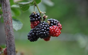 Preview wallpaper blackberries, berries, branch